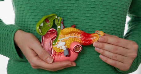 digestive system